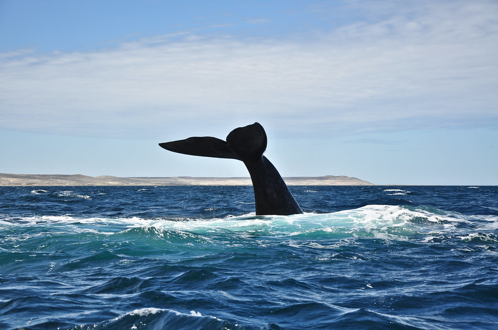 This Is The Real Event That Inspired The Story Of Moby Dick