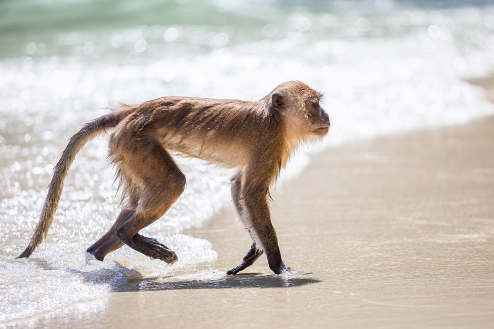 The monkeys that traveled from Africa to South America